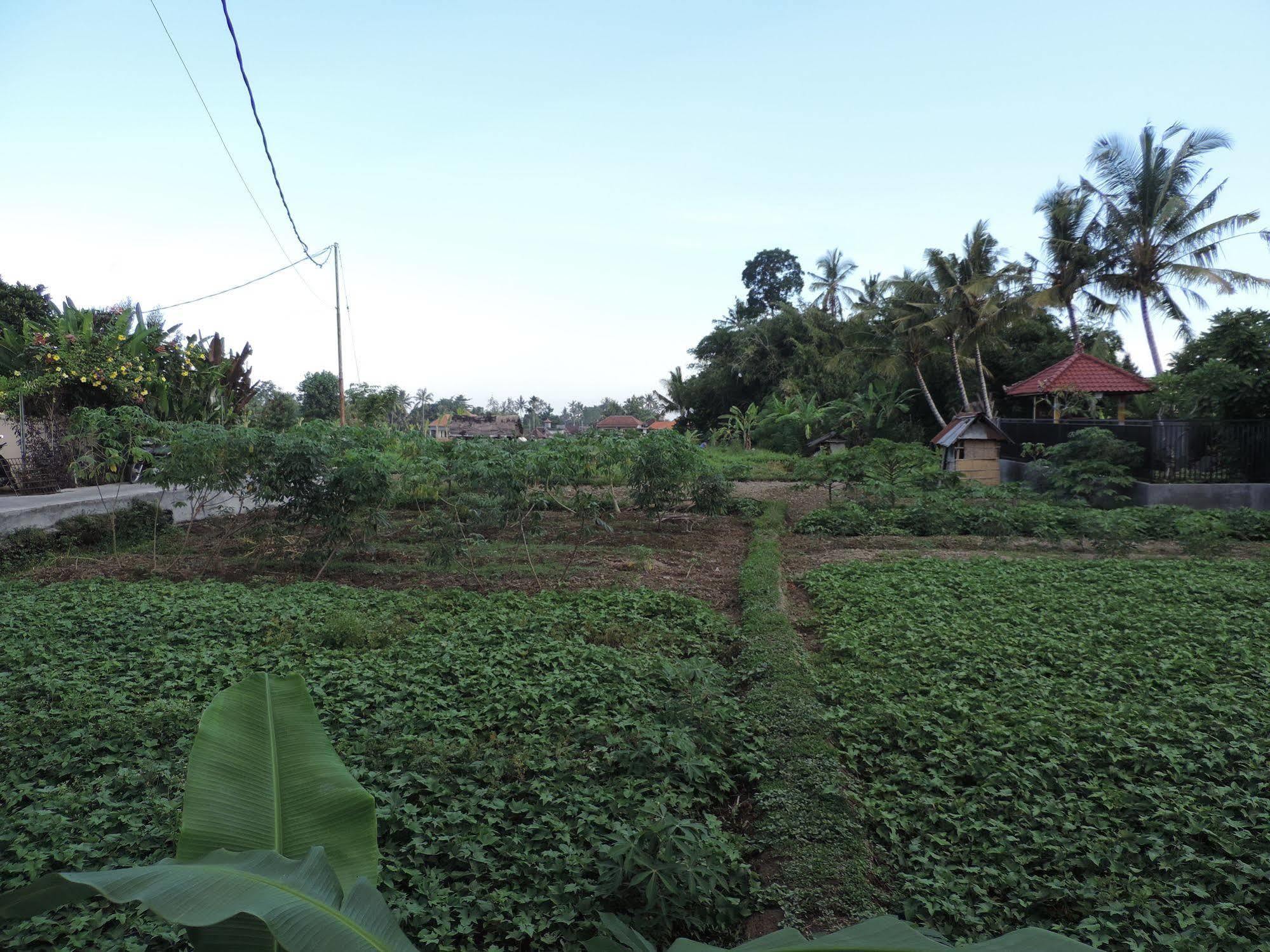 Duana'S Homestay Ubud Kültér fotó